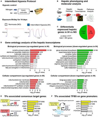 Intermittent Hypoxia Rewires the Liver Transcriptome and Fires up Fatty Acids Usage for Mitochondrial Respiration